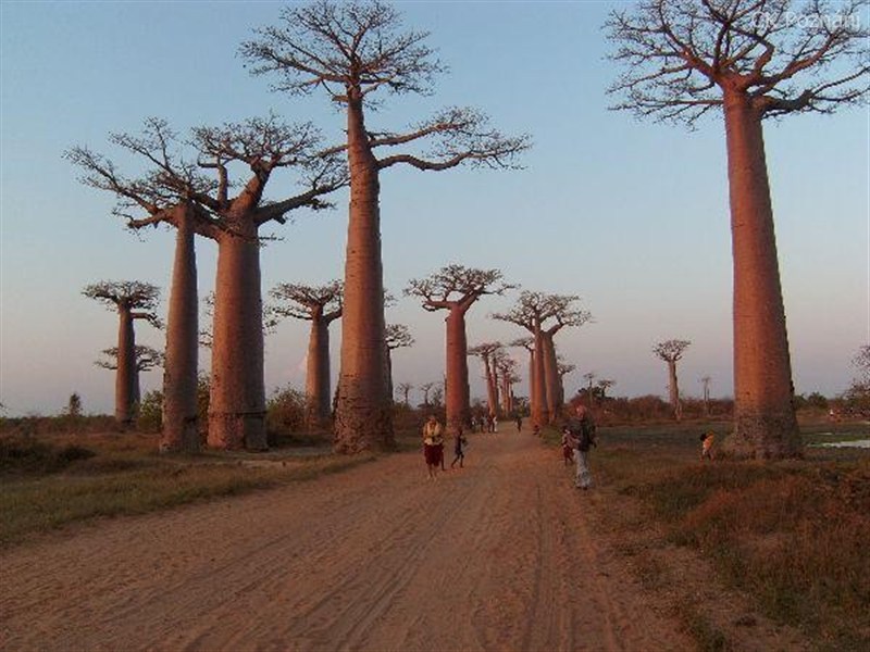 madagaskar-baobab